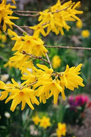 Arbuste de Forsythia