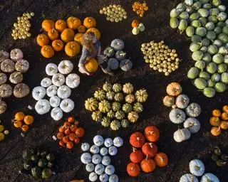 Comment faire pousser des citrouilles-RHS_Chris-Gorman_Big-Ladder