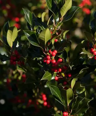 Un buisson de houx dense avec des feuilles vertes pointues et des baies rouge vif