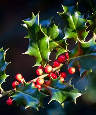 Une seule tige d'un buisson de houx avec des feuilles vertes et des baies rouge vif
