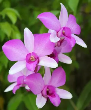 Orchidea