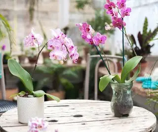 Orchidee rosa in contenitori sulla tavola di legno