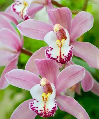 Immagine ravvicinata della bellissima orchidea rosa Cymbidium Gorey Faldouet