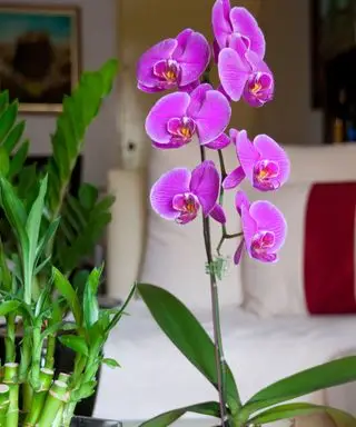 Come potare le orchidee o è meglio lasciarle intatte? Gli esperti consigliano