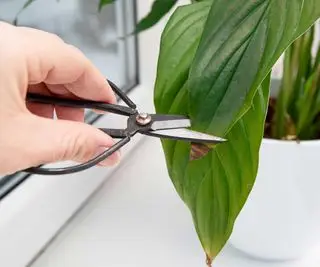 Schneiden Sie die braune Spitze vom Friedenslilienblatt ab