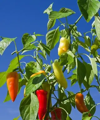 바나나 고추 수확 시기 - 익었을 때 따는 전문가의 5가지 팁