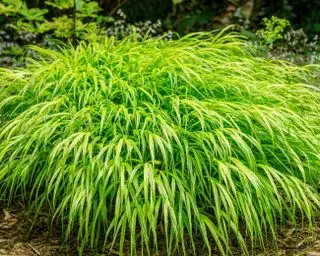 Herbe forestière japonaise