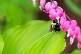 arc de fleurs dicentra avec abeille se nourrissant d'une des fleurs