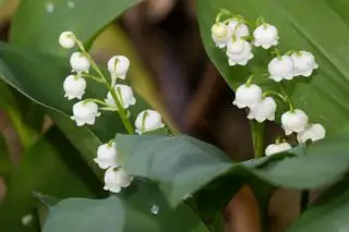Muguet, plante vénéneuse