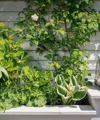 Meilleures plantes d'ombre – 10 plantes qui aiment l'ombre pour votre jardin