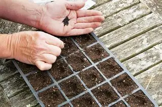 comment faire pousser du chou frisé : semer des graines de chou frisé en modules