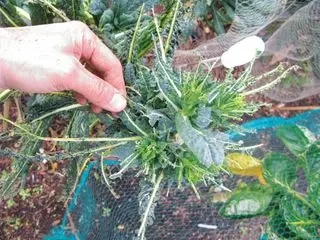 chou frisé mangé par les oiseaux comment faire pousser du chou frisé