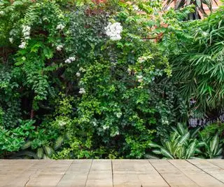 criblage des plantes dans le jardin