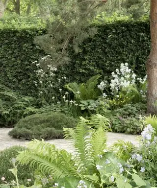 haies et autres installations de criblage