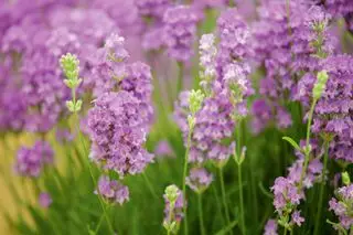 Come potare la lavanda – Foresta di Ashdown