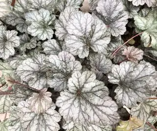 Heuchera