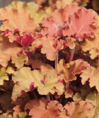 Heuchera