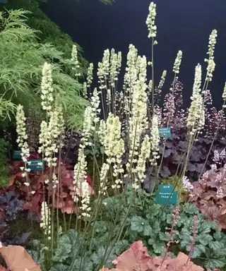 Heuchera