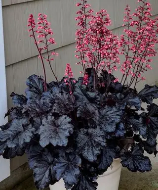 Heuchera