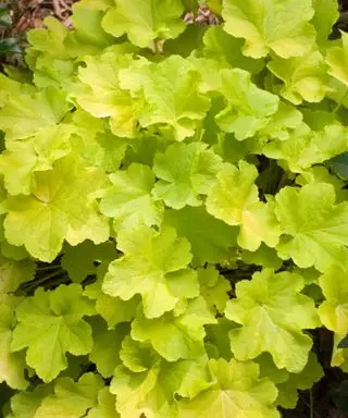 heuchera Citronelle