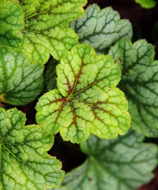 Heuchera