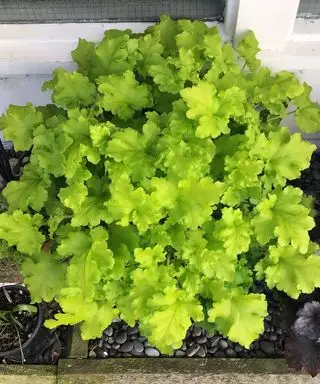 heuchera