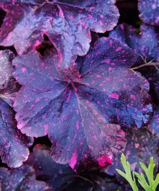 Heuchera