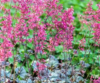 Heuchera