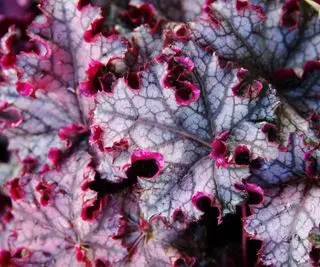 Odmiany Heuchera – 15 najlepszych dzwonków koralowych pod względem liści i kwiatów