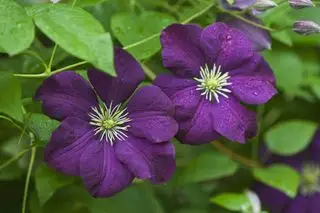 zwei CLEMATIS