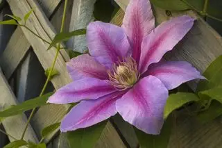 Clematis Rosa Clematis klettert auf Zaun