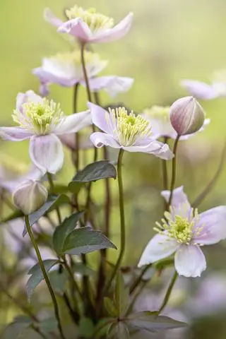 Nahaufnahme einer wunderschönen frühlingsblühenden, rosa Clematis