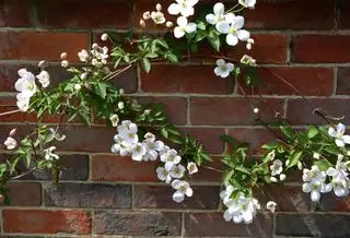 Weiße und blassrosa Blüten der Clematis Montana, die an einer Ziegelwand wachsen