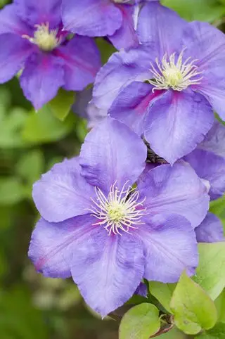 Lila Clematis (Clematis)