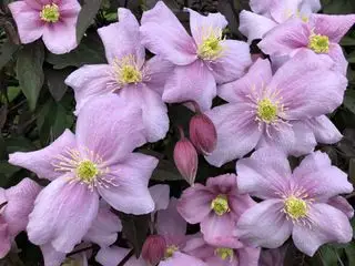 Große Gruppe von Clematis cirrhosa-Blüten