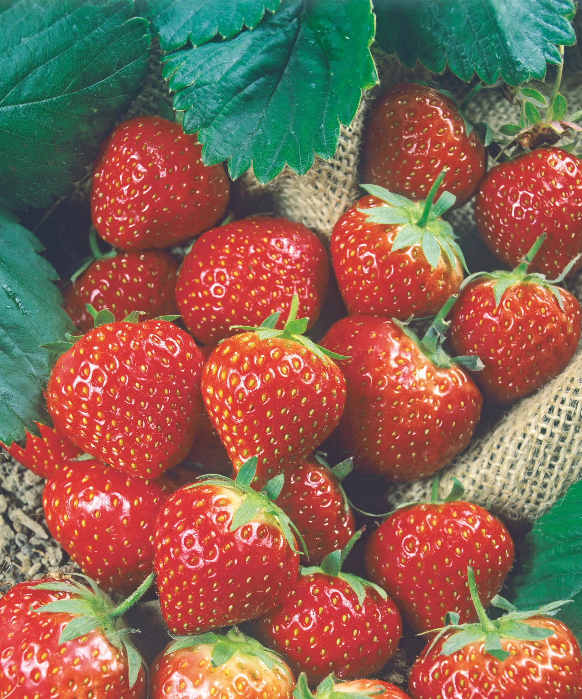 Fresas rojas maduras en un saco de arpillera' loading='lazy' title=