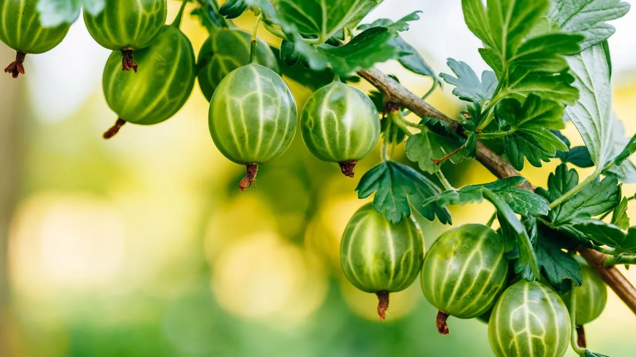 Comience ahora con estos 7 cultivos fáciles para obtener batidos caseros para el verano