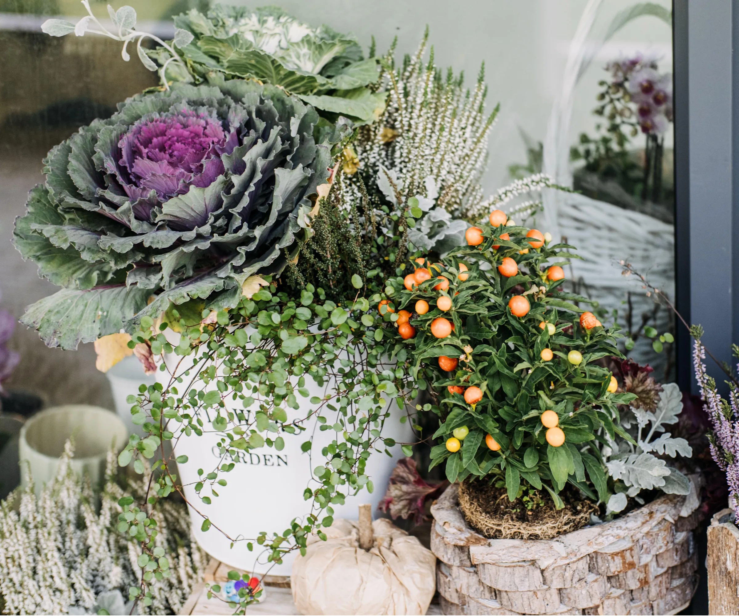 コンテナー上の観賞用キャベツ' loading='lazy' title=