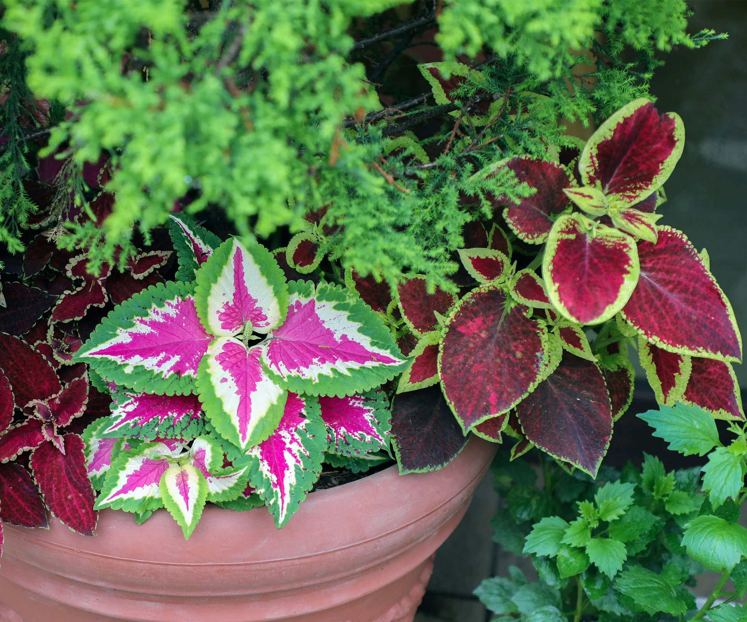コンテナ内のいくつかのコリウス植物' loading='lazy' title=