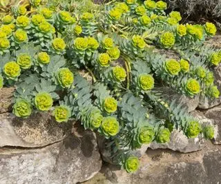 トウダイグサ、グリーン