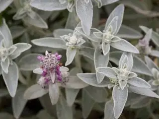 Stachys byzantina、紫色の花を持つ灰色の子羊の耳