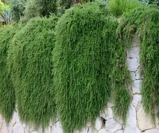 忍び寄るローズマリー