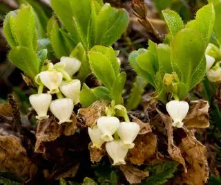 キンニキニク、Arctostaphylos、白い垂れ下がった頭花