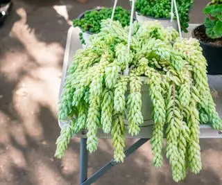 씨앗 부리또 심기