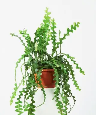 갈색 냄비에 생선뼈 선인장