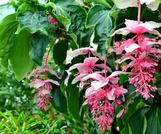 메디닐라 마그니피카 식물