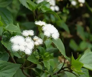 Plante de racine de serpent