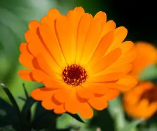 calendula Indian Prince floraison en été