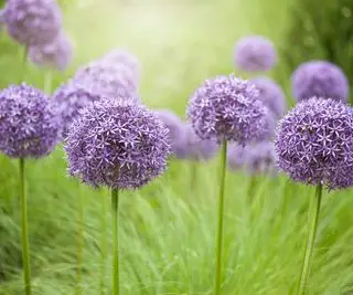 Fleurs d'allium à fleurs violettes