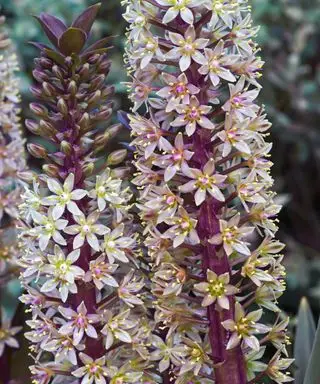 ananásová ľalia eucomis šumivá bordová